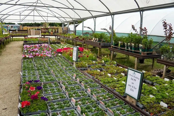 Plants