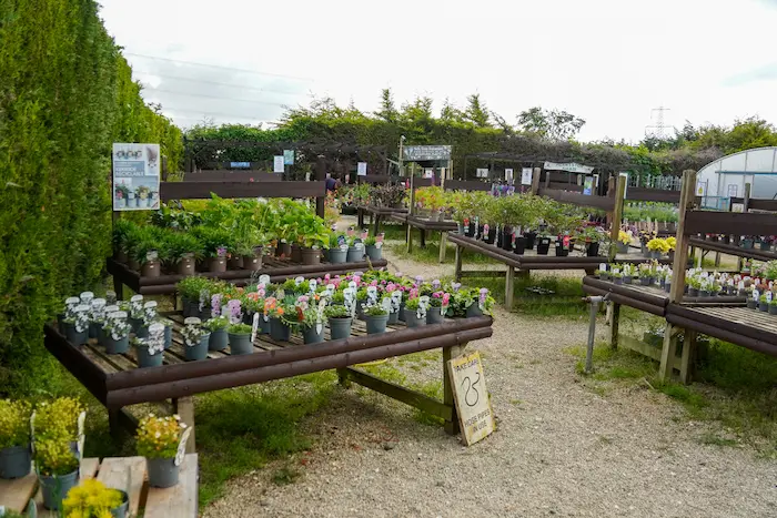 Plants
